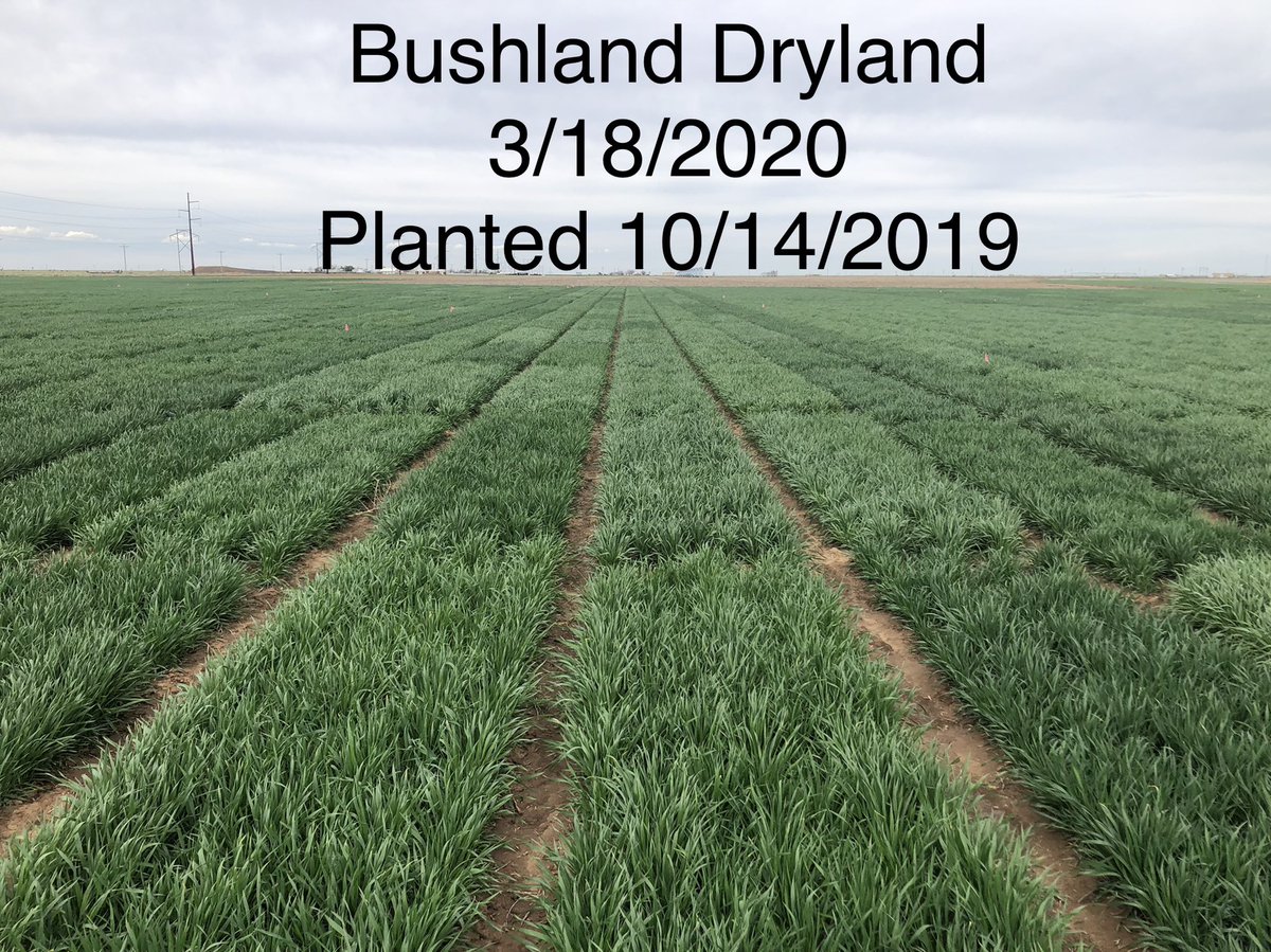 TXPanAg's tweet photo. When people ask about High Plains #wheat conditions, the comparison between dryland wheat variety trials in March 2023  and March 2020 say it all. It is a tough year for High Plains wheat. #drought @J_SBaker @TAMWheat @QingwuXue https://t.co/nhrvyk0J1t