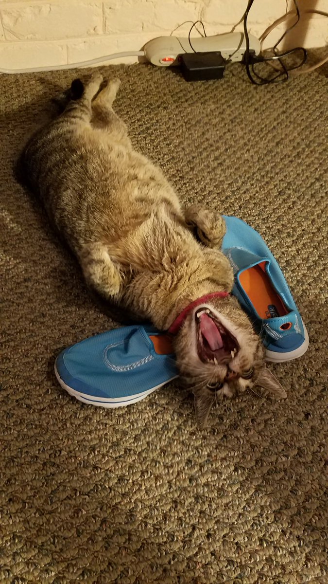 ProfessorsCat's tweet photo. #PhotoChallenge2023March
Day 3: Blue
I love to lay on mom's stinky blue Skechers. Only place better is a nice box - Jethro ๐พโฅ๏ธ
#TabbyCrew #FridayThoughts #CatsOfTwitter https://t.co/GaLDzvQtjc