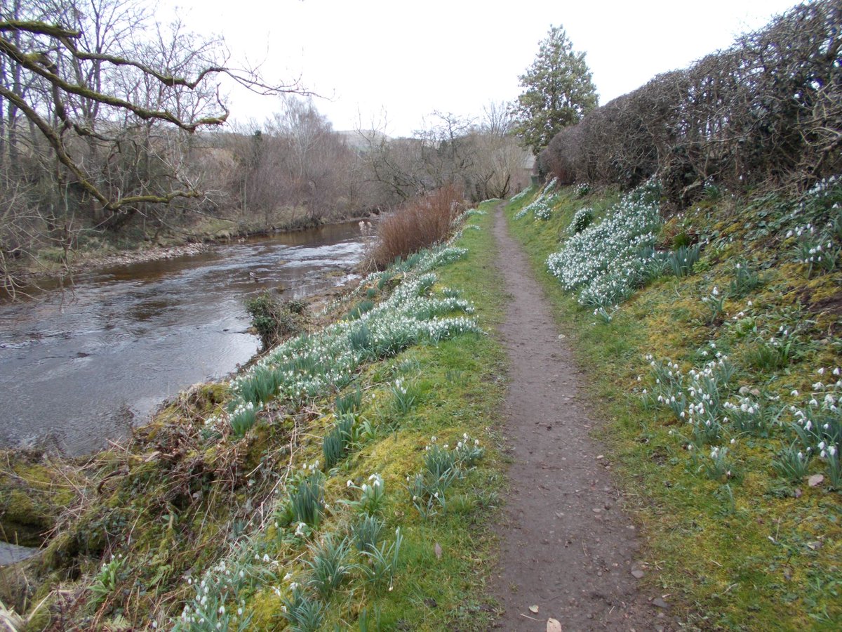 Wow, our snow drops are fantastic this year, #KirkbyStephen