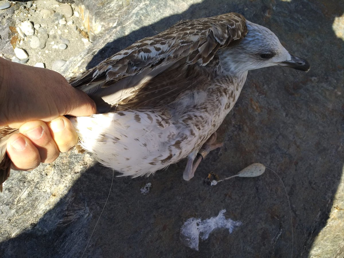A friend has found in #Malaga a YLG ringed by me as pullus in #Fuengirola last year) entangled in a recreational fishing line. The #gull was released in good condition but this highlights the problem of #fishingwaste on coastal birds (again!) 📷@RafaPalomo5