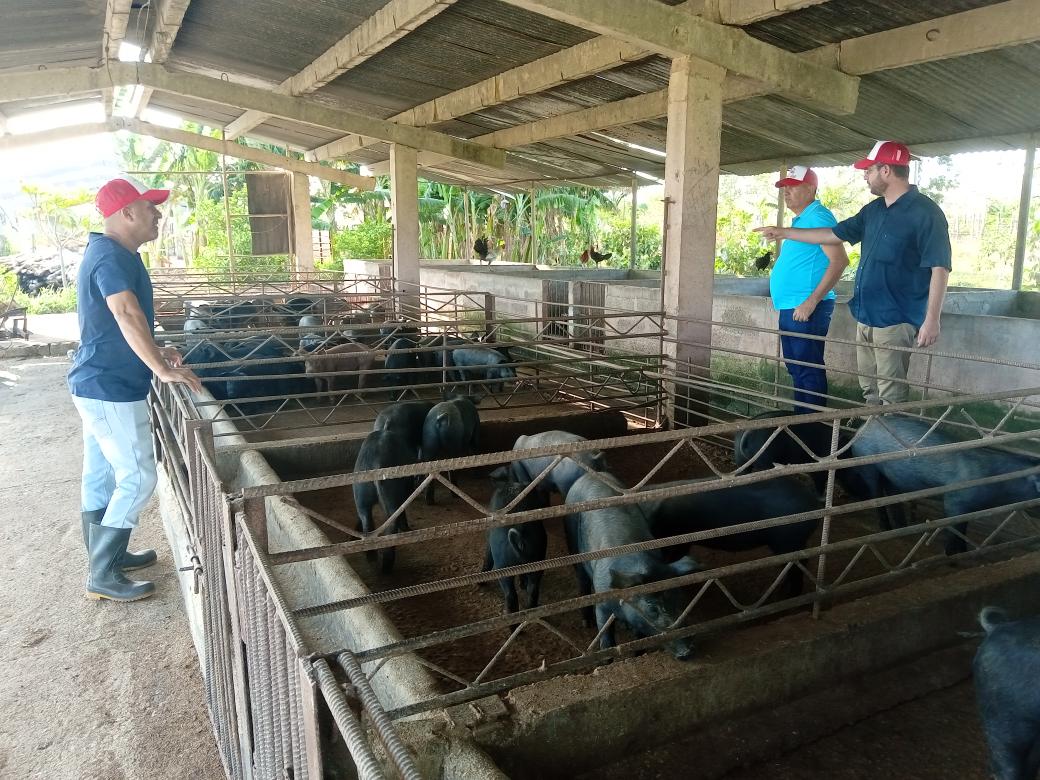 MailimAMPPIJ_cu's tweet photo. Amplio recorrido d los candidatos a Diputados x la #IslaDeLaJuventud, hasta el poblado la reforma llegaron para visitar los cerdos q cría, Genito Delgado productor empresa ganadera,para la venta a la población.
#YoVotoXTodos 
@AsambleaCuba 
@amppij 
@rlicea_mojena 
@islainsumisa https://t.co/MHtvxKk3mK