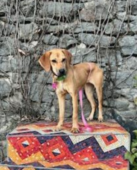 steffineart's tweet photo. @NiallHarbison Tracy, my little Hound dog rescue https://t.co/XfShpzc0Qg