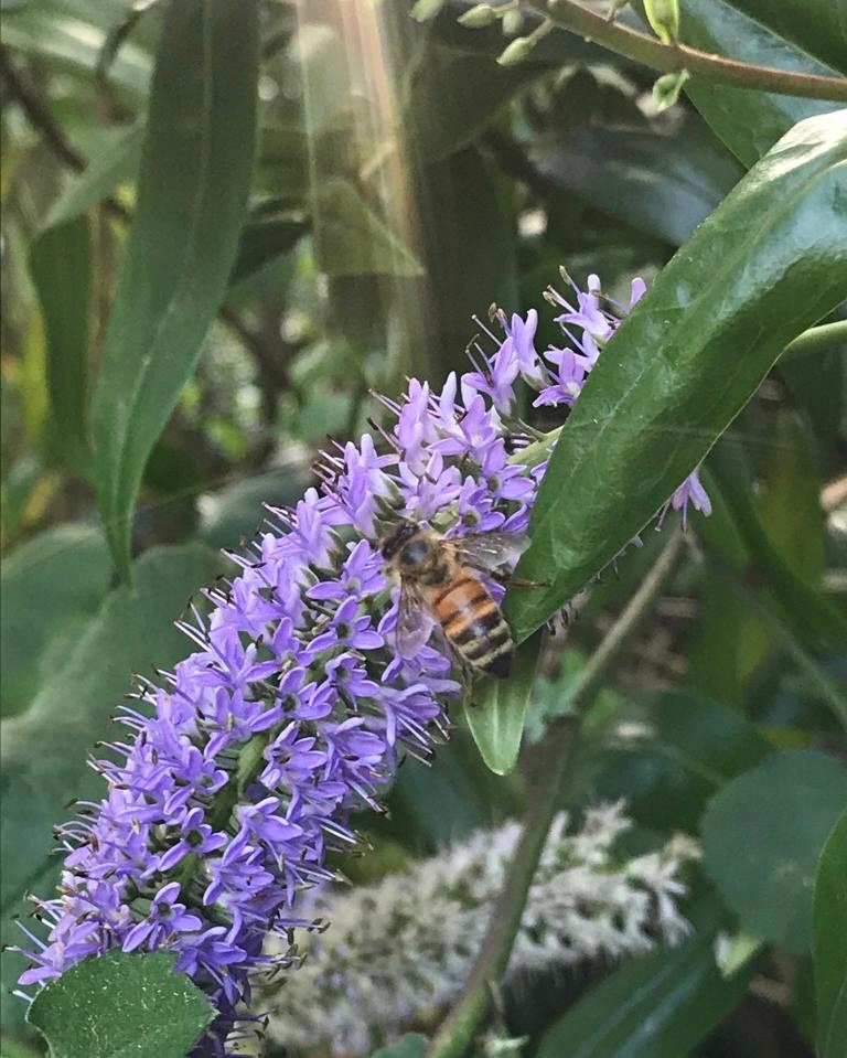 42ndStreetmcr's tweet photo. Today is International Wildlife Day!โ
Doing small things to care for our local wildlife is great for our planet and wellbeing. โ
โ
#Wildlife #Nature #Connect #Flora #Fauna #Wellbeing #MentalHealth #TakeNotice #5WayToWellbeing https://t.co/V1EIprBnRv