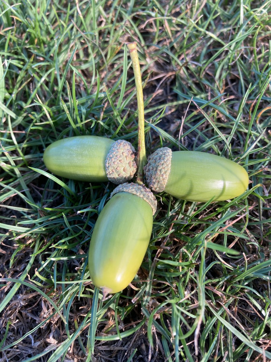 The English Oak Project tweet media