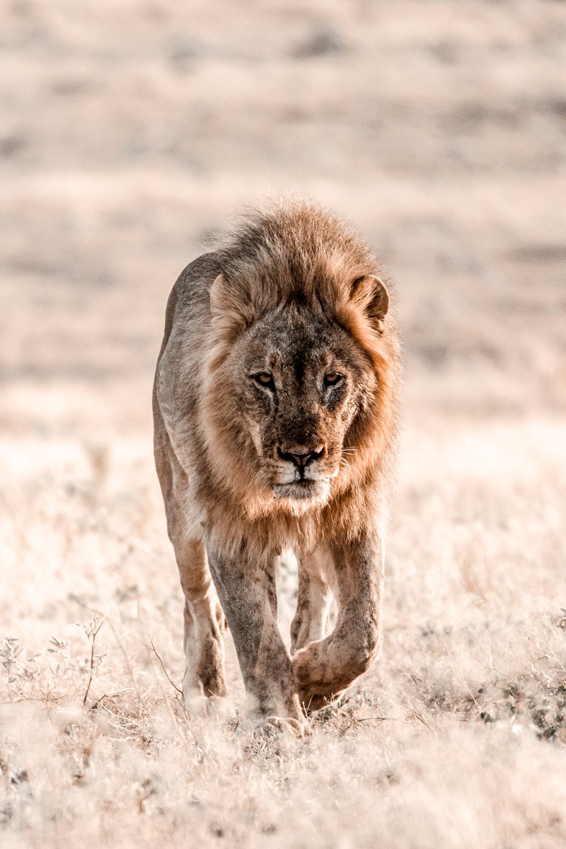 Magnificent Lion, Namibia #WorldWildlifeDay #Wildlifeday #wildlifephotography #wildlife #WildlifeConservation #WildlifeDay2023 #wildlifeonearth #nature #NaturePhotography #NatureBeauty #naturelovers #natureza #namibia #africa #safari #etosha #BBCWildlifePOTD