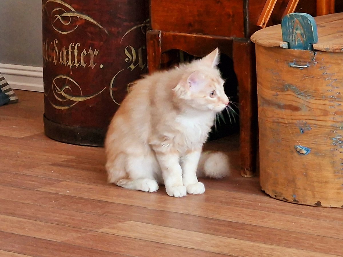 Little rescued Hjalmar, former named Kalle, was visiting us a few days ago, to great happiness from both Dad and the other cats. 😻❤️