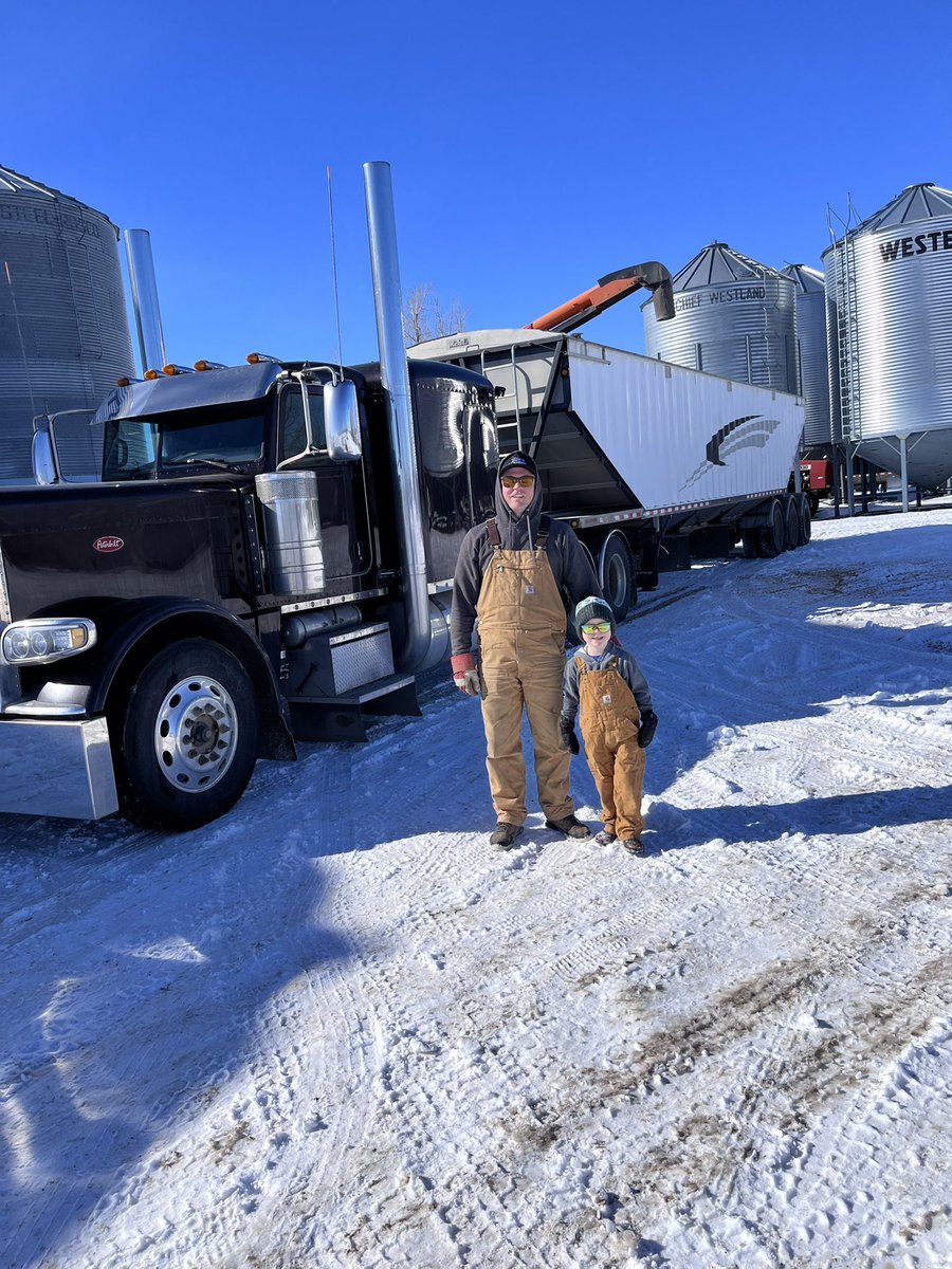 choppermac's tweet image. Beauty March day for hauling lentils with my little helper. 🌞