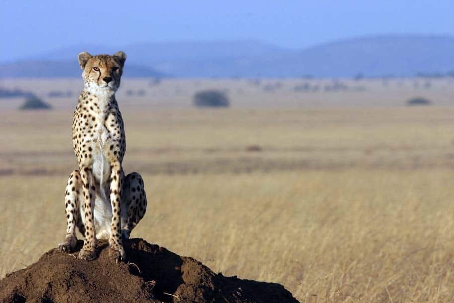 Today is #WorldWildlifeDay & CITES’s 50th Anniversary! CCI continues to contribute to CITES, and helped to finalize the CITES Cheetah Trade Resource Kit, which informs authorities on how to handle, care for cheetah confiscated from illegal trade: ow.ly/ISRw50N8z88