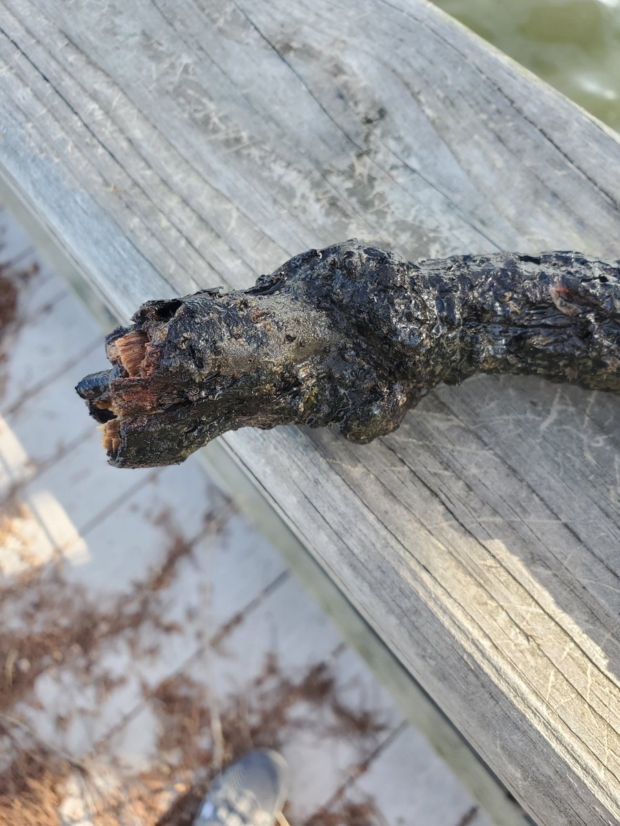 laspongehunters's tweet photo. Beautiful day for a sponge hunt in Louisiana! #laspongehunters
#spongeresearch
#freshwatersponges
https://t.co/OSjOEdLG8L https://t.co/llmmk2s6t8