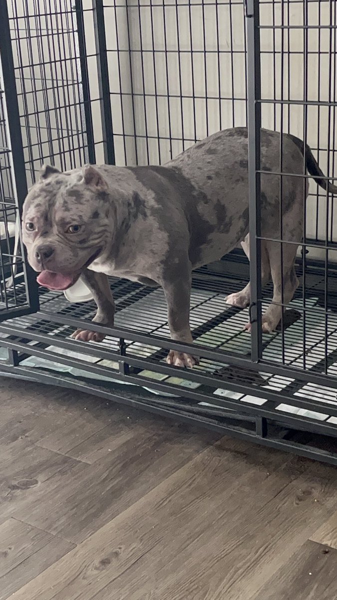 KBrewski's tweet image. #bluemerle #merle #bully #scylla #wethebest #grayeyes #pocketbully #pocketbullies #nofilter #nofilterneeded #showdog #dog #georgia #atl