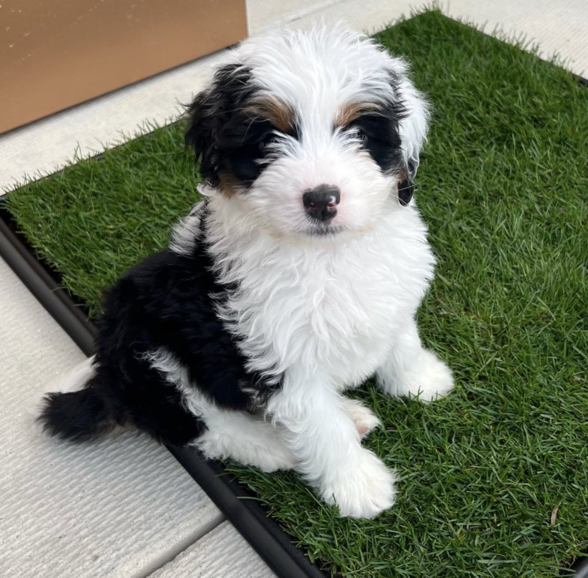 FreshPatch's tweet image. Happy Friday from this #freshpatchPUP 💚🌱 #NewPuppy #PuppyTraining #CityPup