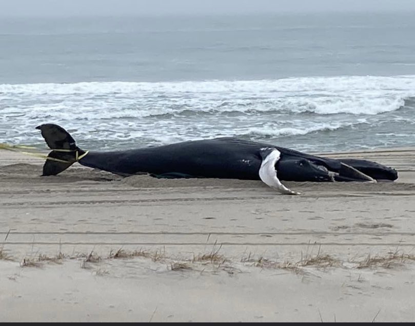 SteveGrayNJ4's tweet image. NJ beaches have become a grave yard for humpback whales.  Where are the environmentalists? No outrage. No protests against a Democrat led Government backing offshore windmills. The hypocrisy is deafening. 14 dead whales and counting.  Resign or do something @GovMurphy