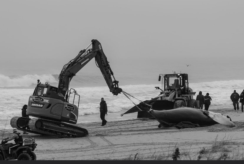 SteveGrayNJ4's tweet image. NJ beaches have become a grave yard for humpback whales.  Where are the environmentalists? No outrage. No protests against a Democrat led Government backing offshore windmills. The hypocrisy is deafening. 14 dead whales and counting.  Resign or do something @GovMurphy