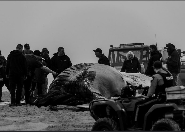 SteveGrayNJ4's tweet image. NJ beaches have become a grave yard for humpback whales.  Where are the environmentalists? No outrage. No protests against a Democrat led Government backing offshore windmills. The hypocrisy is deafening. 14 dead whales and counting.  Resign or do something @GovMurphy