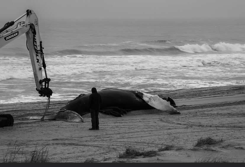 SteveGrayNJ4's tweet image. NJ beaches have become a grave yard for humpback whales.  Where are the environmentalists? No outrage. No protests against a Democrat led Government backing offshore windmills. The hypocrisy is deafening. 14 dead whales and counting.  Resign or do something @GovMurphy