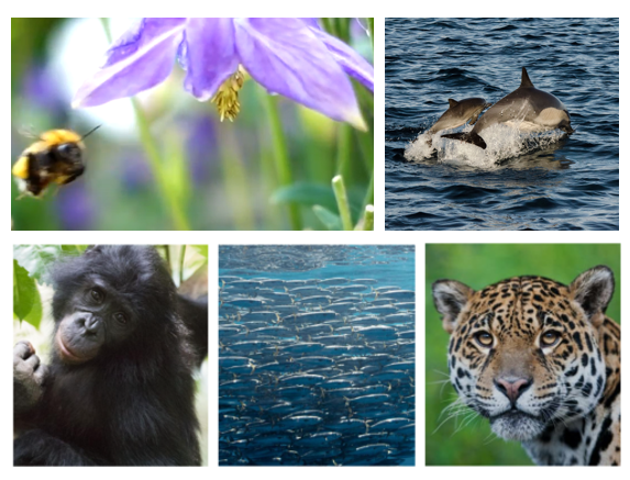 CarbonStreamer's tweet photo. Today March 3rd is #WorldWildlifeDay.ππ¦π¬π
Carbon Streaming supports #naturebasedprojects that feature a strong #biodiversity component in addition to their climate mitigation impacts.
#parnerships for #wildlifeconservation #climatefinance #voluntarycarbonmarkets https://t.co/ClbgApl9Fe