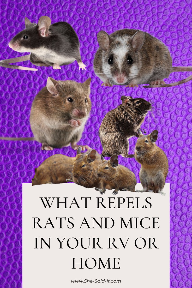 SheSaidItRox's tweet image. Read my latest blog post.  If you&apos;ve ever had a mouse in the house this is a must read! she-said-it.com/2023/03/02/how… #rodentproblems #shesaidit