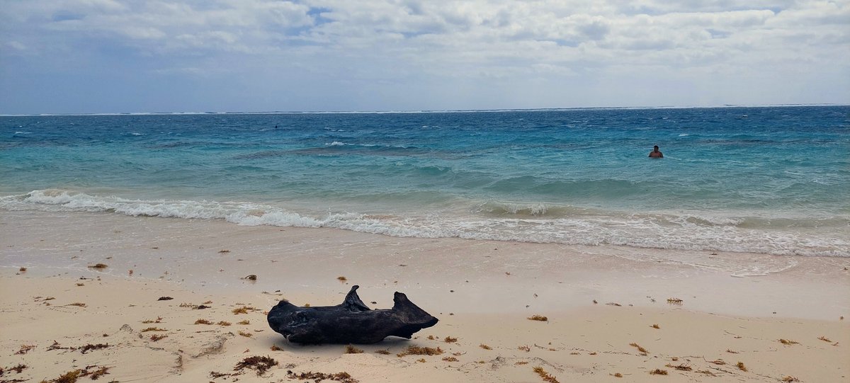 InPuertoMorelos tweet media