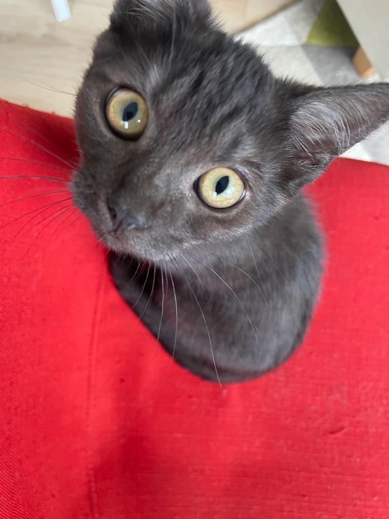 InCatWeTrust1's tweet photo. Please meet Gypsy my new furriend! 🥰 
#CatsOnTwitter #CatsAreFamily #CatsLover https://t.co/dSW8EYyyBd
