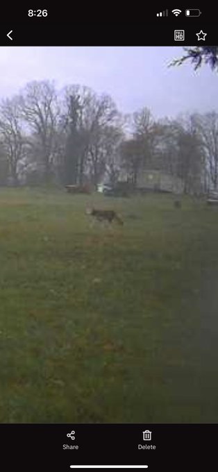 I have a feeling this is what has gotten my eggs and chickens hehe. I&rsquo;m about to get him just wait https://t