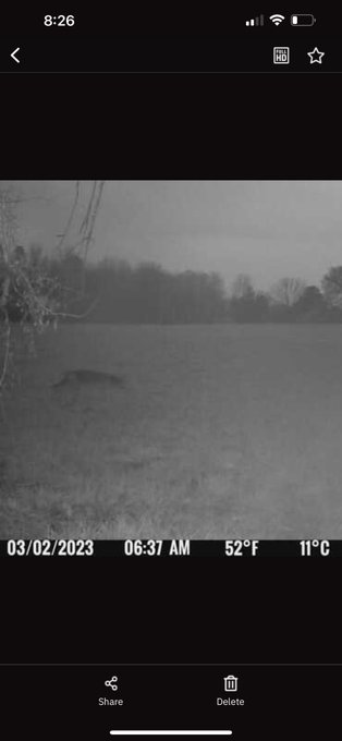 I have a feeling this is what has gotten my eggs and chickens hehe. I&rsquo;m about to get him just wait https://t