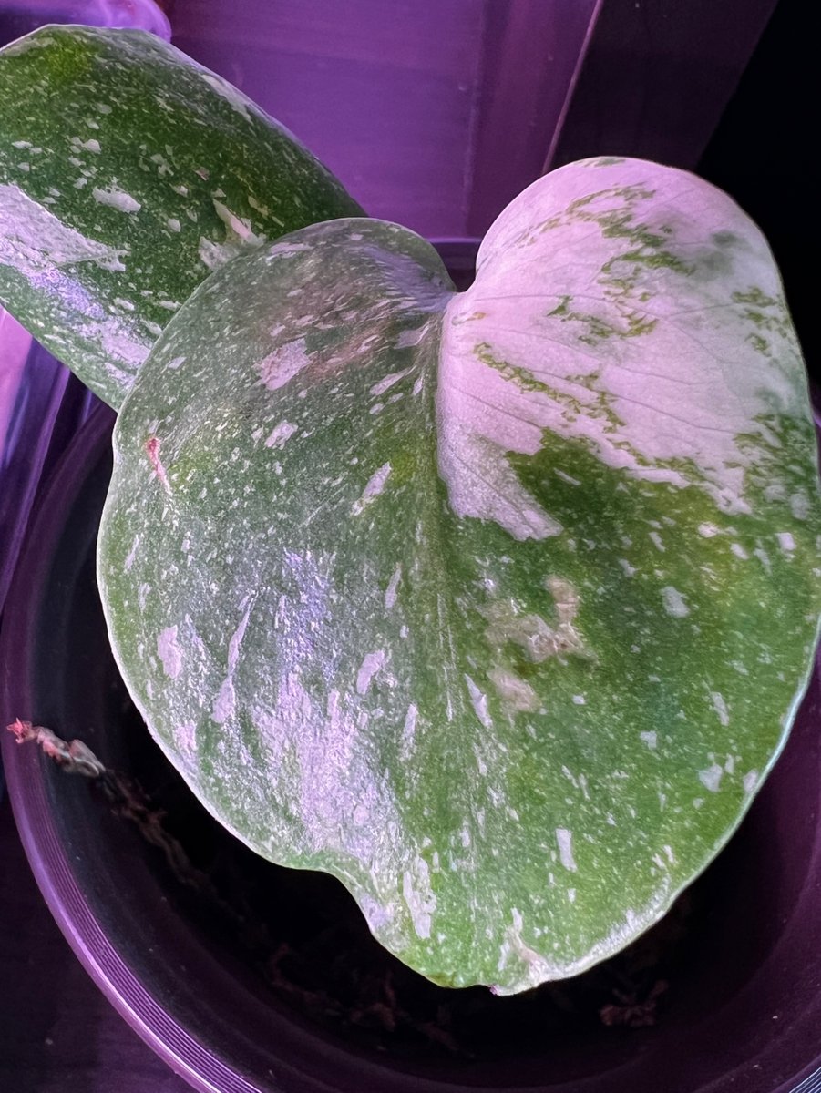 The tiniest of leaves. #monstera #thaiconstellation #plants #plantsplantsplants #instaplants #plantstagram #plantsofinstagram #plantsforsale #plantsplantsplants #plantshop #plantsmakepeoplehappy #plantsarefriends