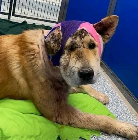 TUCSON, AZ- courtesy post….🔥HELP ME🔥 ATTACKED BY DOGS WHILE TIED UP IN THE YARD ! 🔥LACERATIONS….SEVERE TRAUMA TO HIS NECK &amp; HEAD🔥🔥Medical Foster needed in Tucson AZ 🔥♥️GENERAL♥️ is at Pima Animal Care center in Tucson, AZ and needs a local foster or adopter. 📣