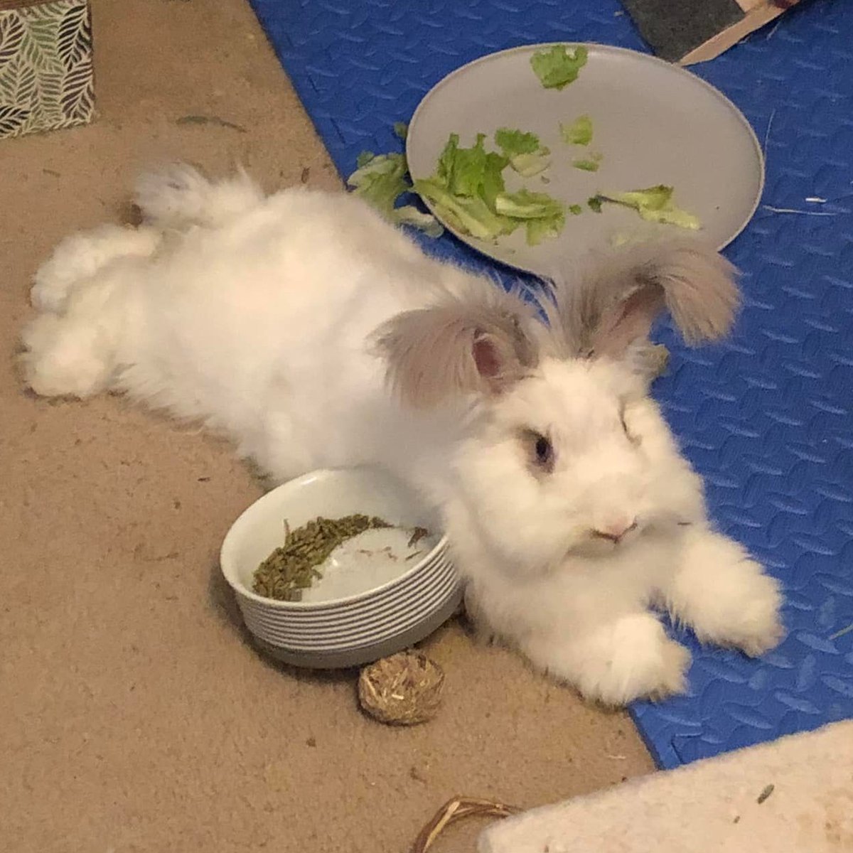 Animal_Friends's tweet image. Meet Ramsey! This energetic bun will need space in her new home for her favorite activities – running, binkying and stretching out for pets.

Adopt Ramsey --&amp;gt; bit.ly/3m4ePVW
Animal Friends and @HARPSavesLives encourage you to #AdoptLocal!