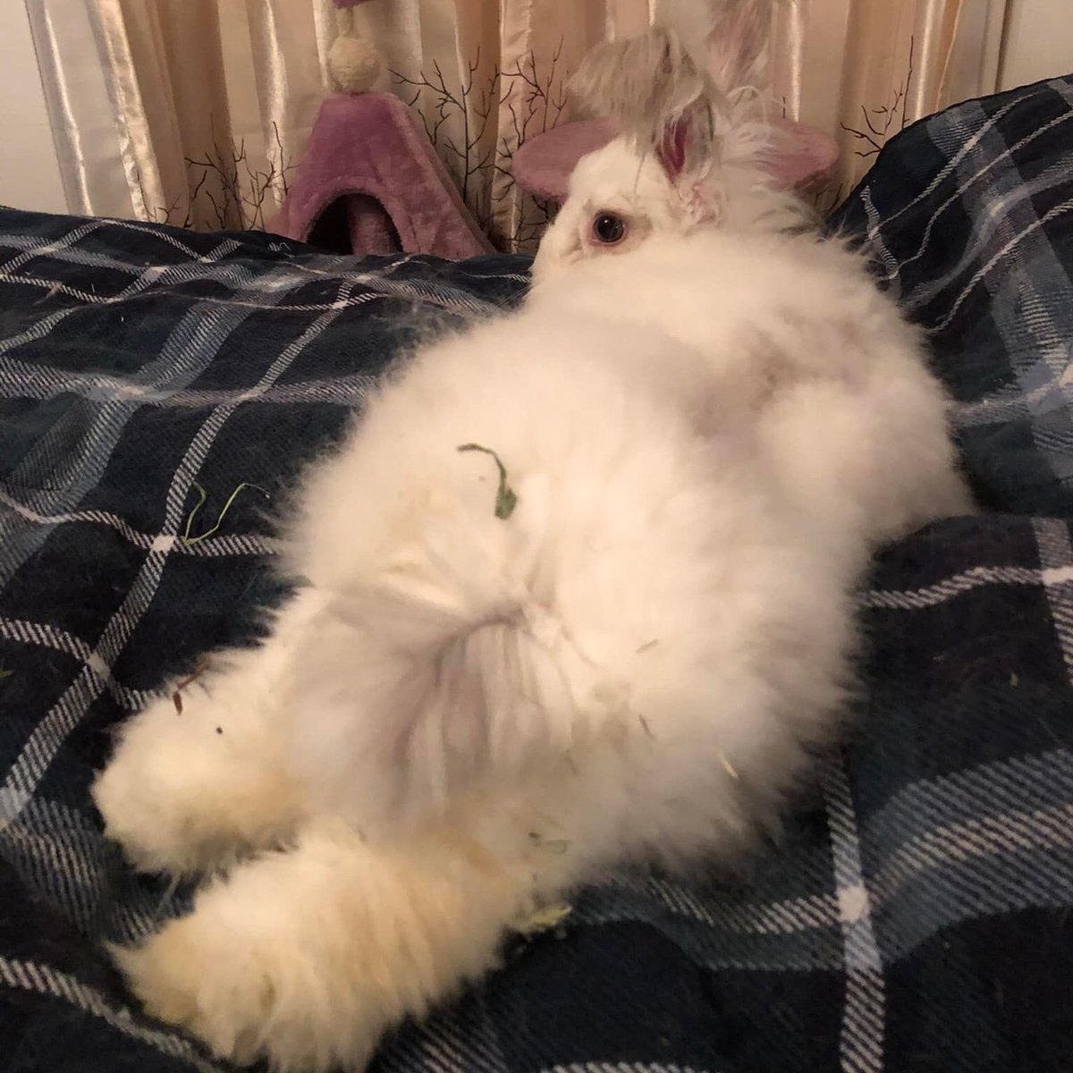 Animal_Friends's tweet image. Meet Ramsey! This energetic bun will need space in her new home for her favorite activities – running, binkying and stretching out for pets.

Adopt Ramsey --&amp;gt; bit.ly/3m4ePVW
Animal Friends and @HARPSavesLives encourage you to #AdoptLocal!