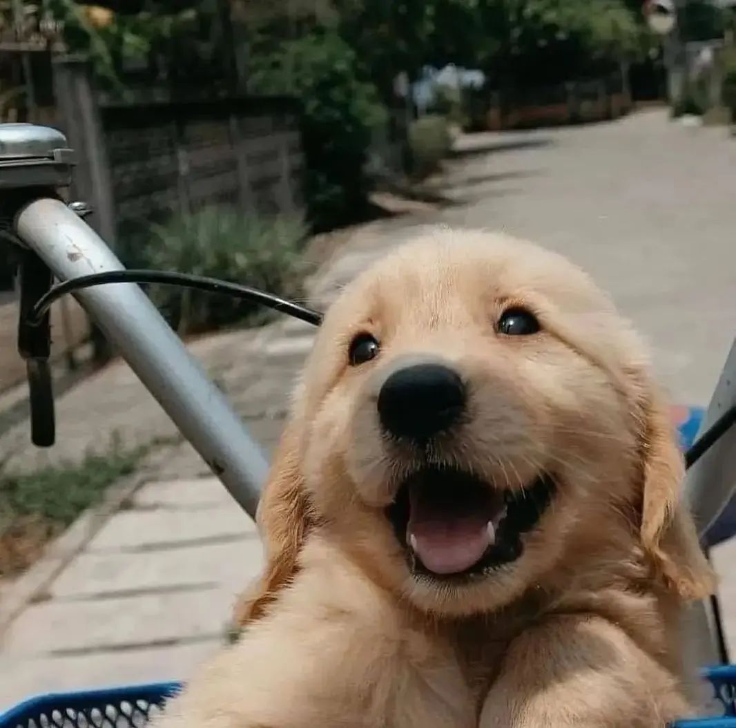 🐶Dog🐕 tweet media