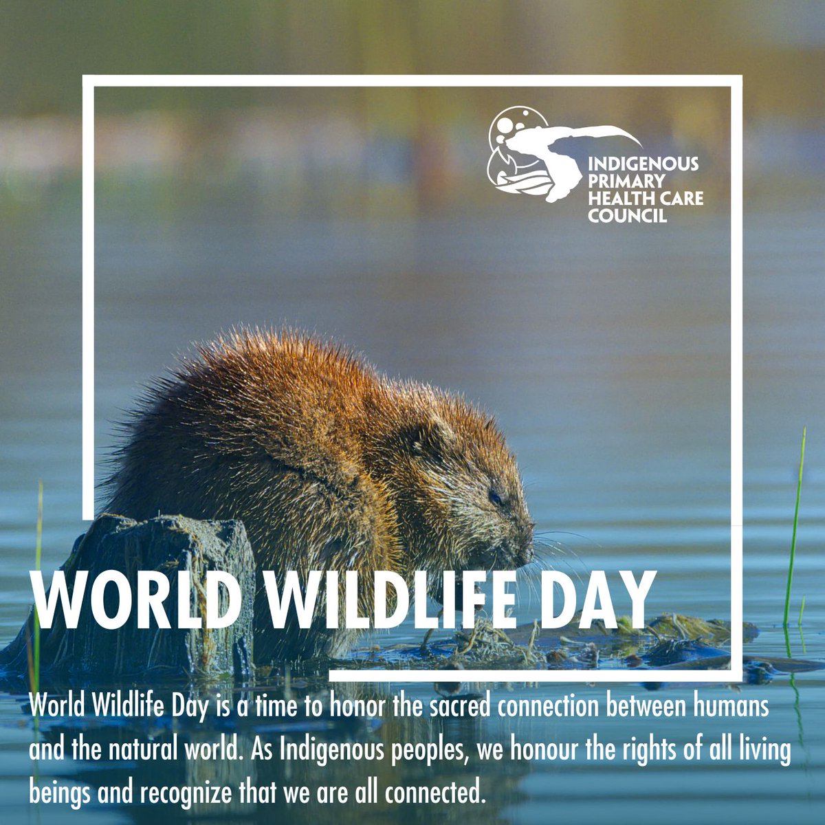 iphcc_ca's tweet photo. On this World Wildlife Day, let us honour the sacred connections between Indigenous peoples and the animals we share this land with. Together, we can protect and preserve the natural world for future generations. #WorldWildlifeDay #IPHCC https://t.co/xYJoEWMuQC