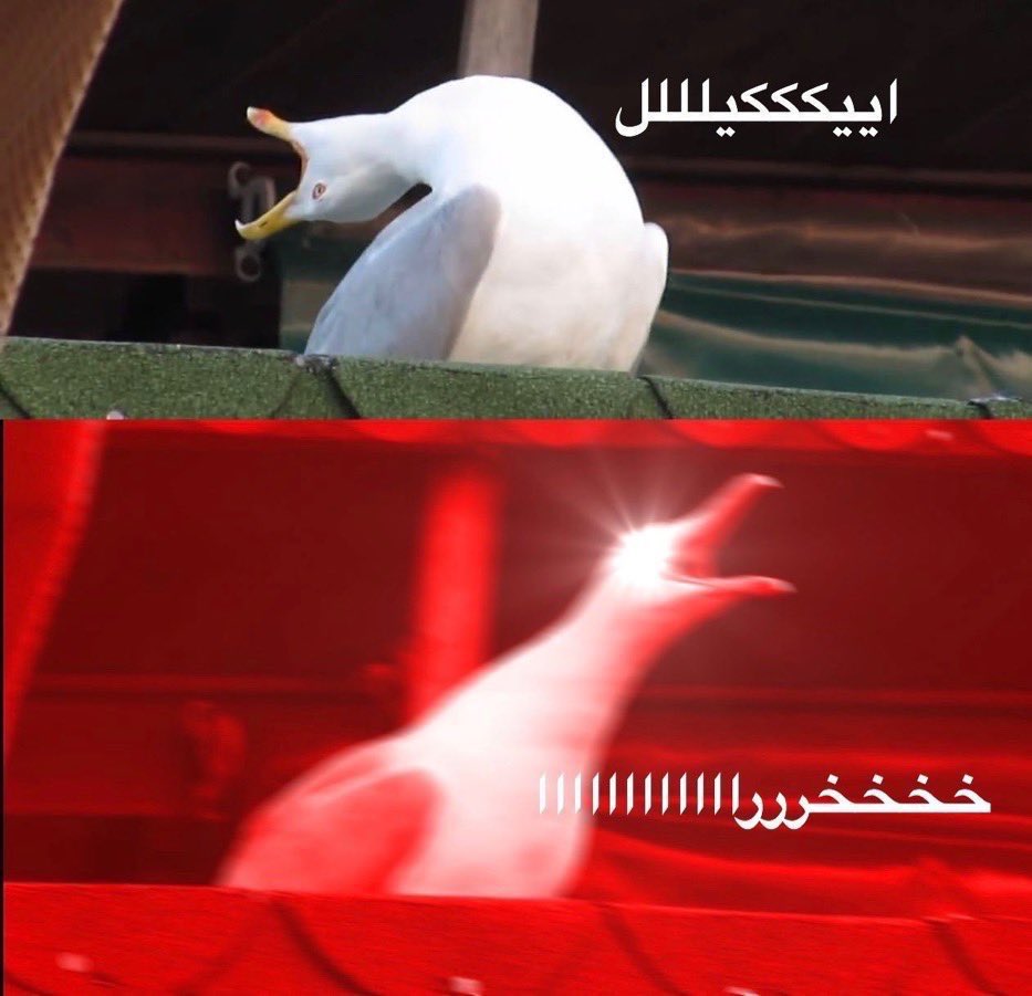 اليزابيث في قبرها :