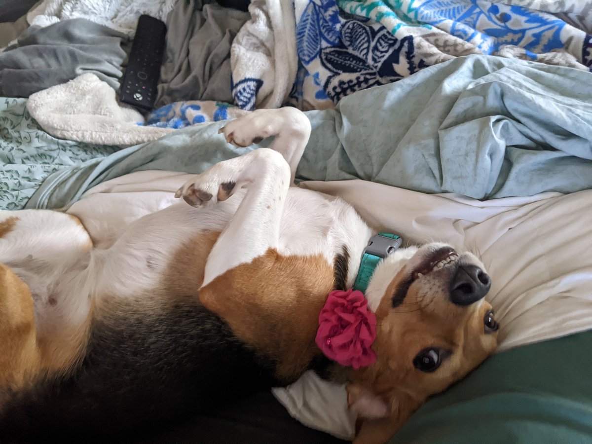 rbectel's tweet photo. @AWLAArlington Pickels, formerly Marimba, is also living her best life. Envigo terrors are mostly behind her. https://t.co/fU8rgBDCOb
