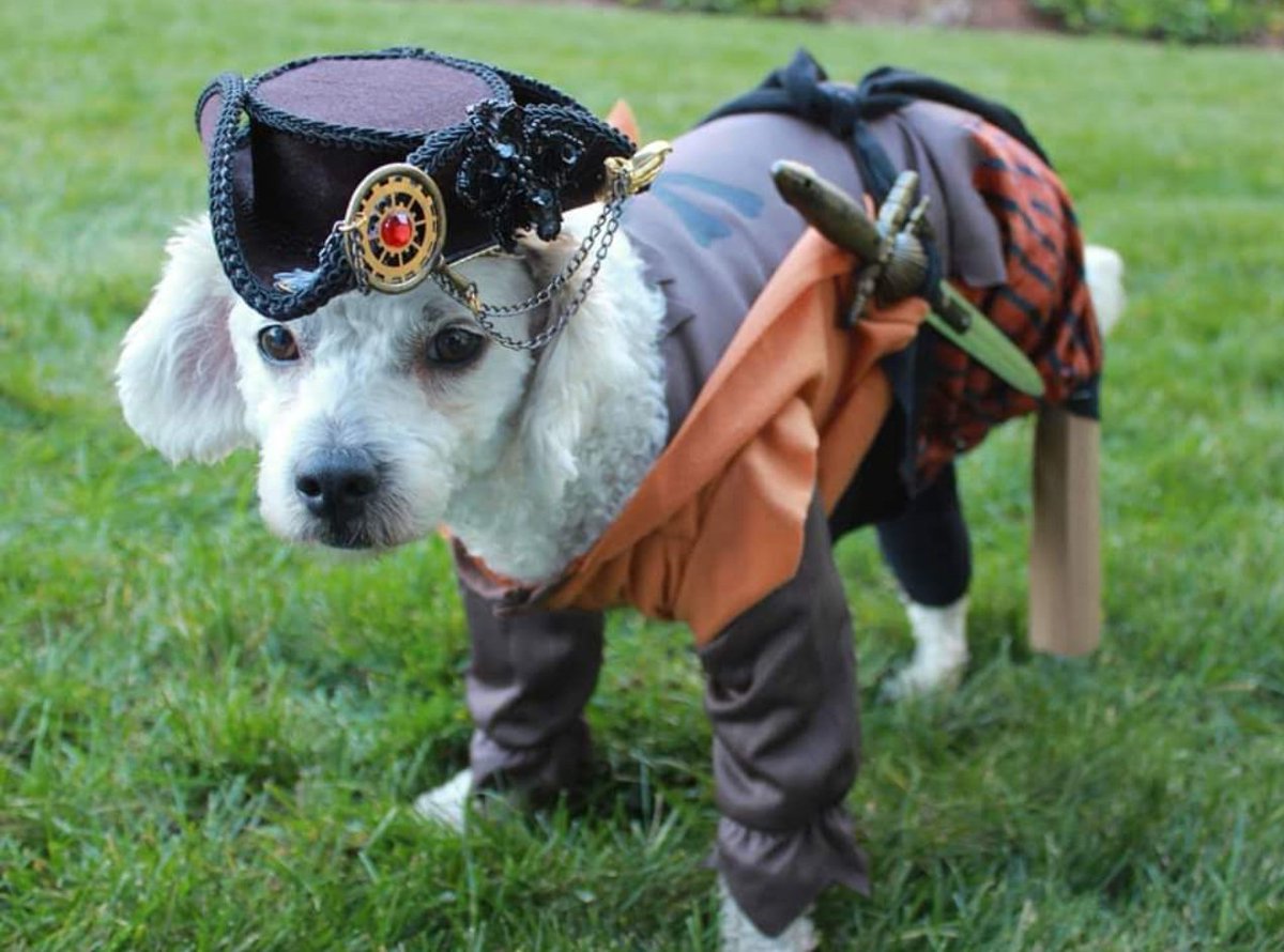 Dale_the_human's tweet photo. @dog_rates Maxie the tripawd in his pirate costume, complete with peg-leg! https://t.co/CWTeLr1Agn