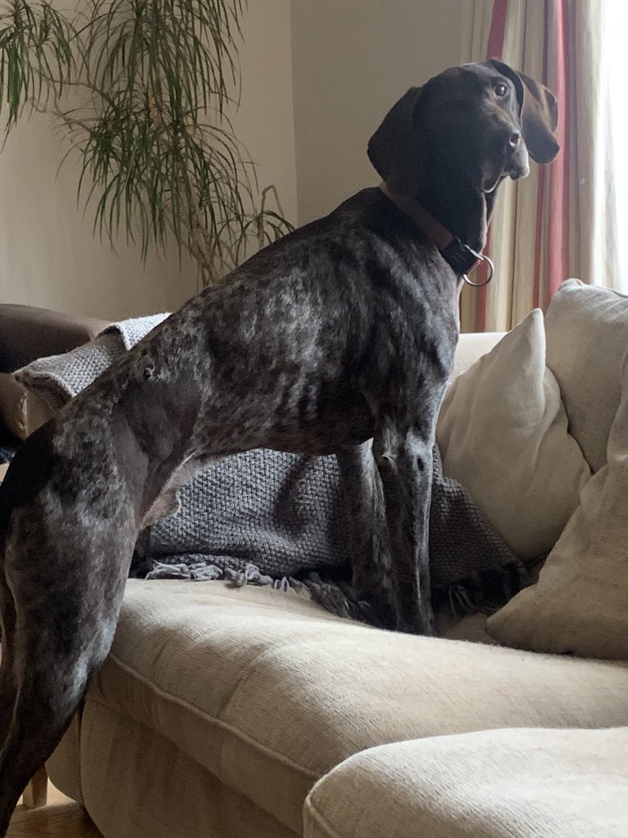 Say hello to Loki everyone….!
#mayorsbizawards