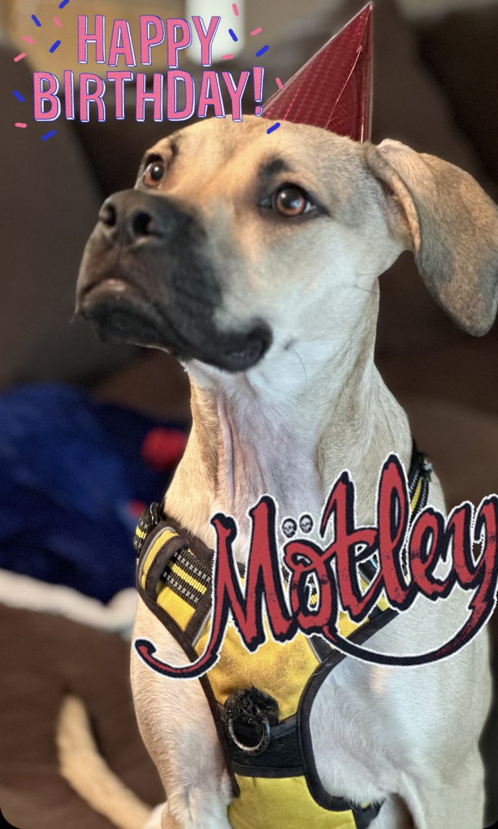 Happiest of birthdays to our good girl, Mötley! She turns a big one year old today 🥳🎂🐾 She’s so sweet, strong, fast, and patient… and we love the way her whole bootie wiggles when she greets us to say hi!  We’re so happy she’s part of our family ❤️