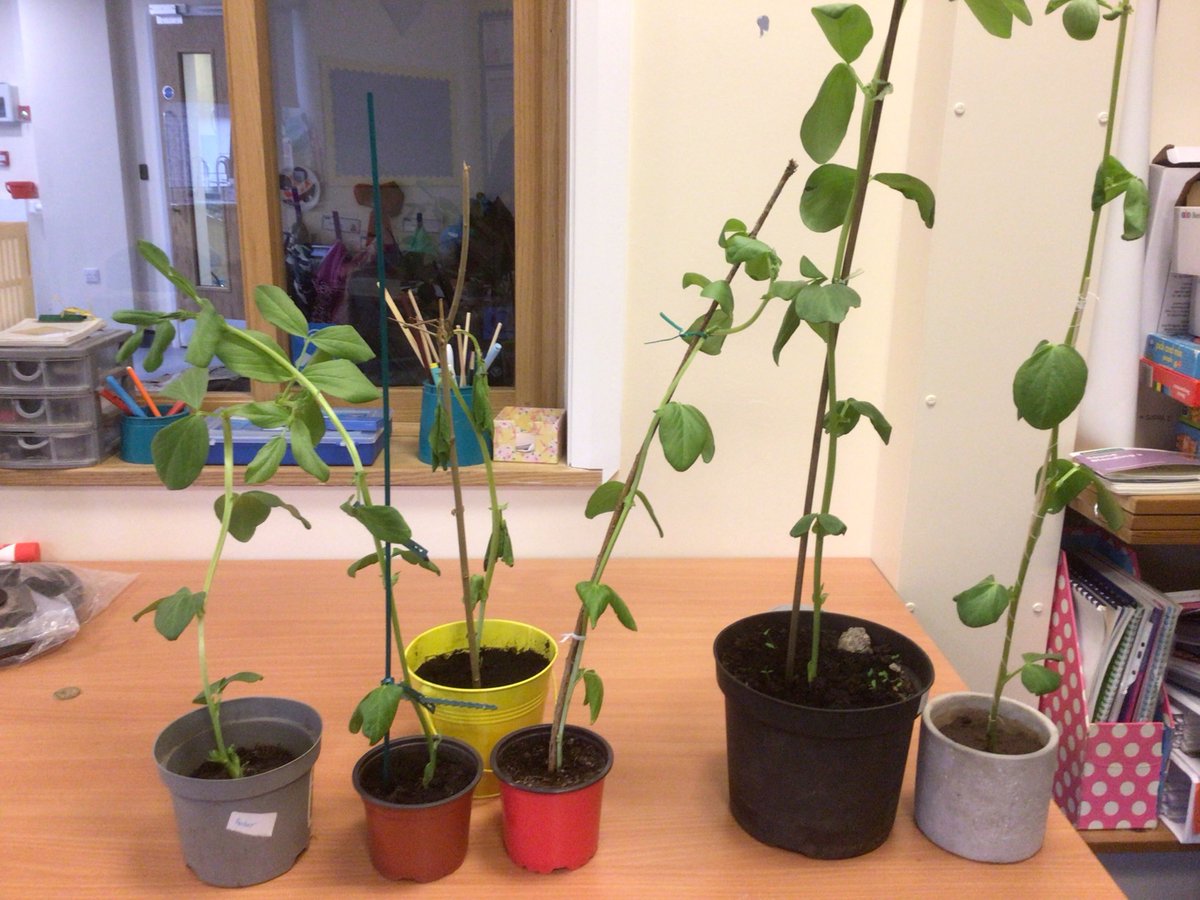 OasisWarndon's tweet photo. Early Explorers have been growing their own beanstalks after reading Jack and the Beanstalk. We had a competition to see who could grow the tallest one. Here is one of our winners! 🌱 #EarlyExplorers https://t.co/9YKHMX6Kn6