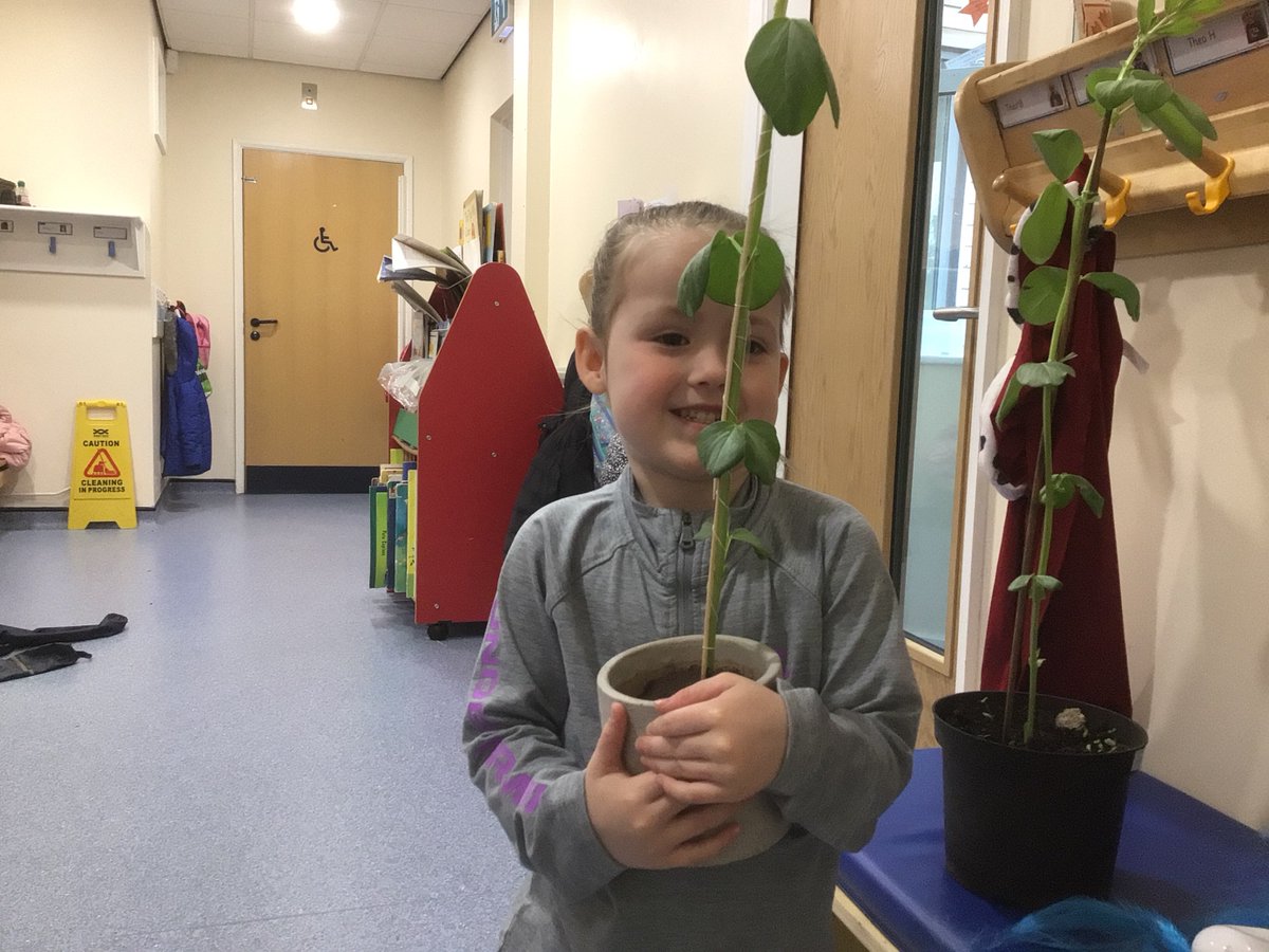 OasisWarndon's tweet photo. Early Explorers have been growing their own beanstalks after reading Jack and the Beanstalk. We had a competition to see who could grow the tallest one. Here is one of our winners! 🌱 #EarlyExplorers https://t.co/9YKHMX6Kn6