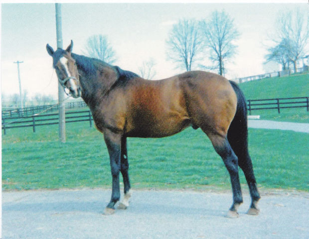 HORSERACING1002's tweet photo. RIDAN (USA) 1959
(NANTALLAH - ROUGH SHOD II BY GOLD BRIDGE)
#Ridan https://t.co/X8UtBuYFQj