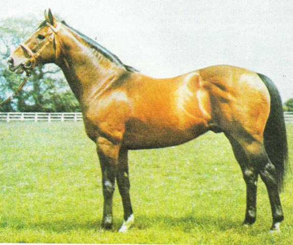 HORSERACING1002's tweet photo. RIDAN (USA) 1959
(NANTALLAH - ROUGH SHOD II BY GOLD BRIDGE)
#Ridan https://t.co/X8UtBuYFQj