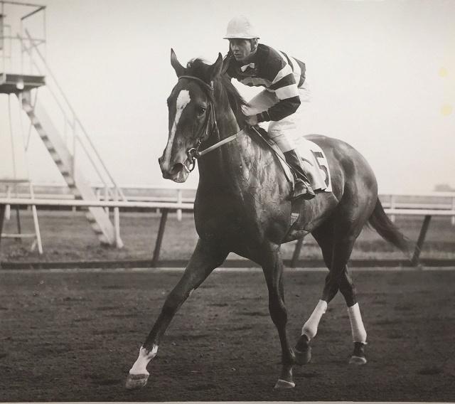 HORSERACING1002's tweet photo. RIDAN (USA) 1959
(NANTALLAH - ROUGH SHOD II BY GOLD BRIDGE)
#Ridan https://t.co/X8UtBuYFQj