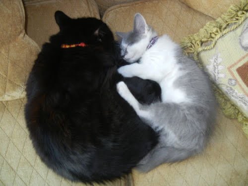 Benny went in for surgery this morning to remove a mass on his neck and he crashed at the end. It was a risky but necessary surgery, but it never occurred to me he wouldn’t make it through. 
He was the sweetest boy, I already miss him ❤️