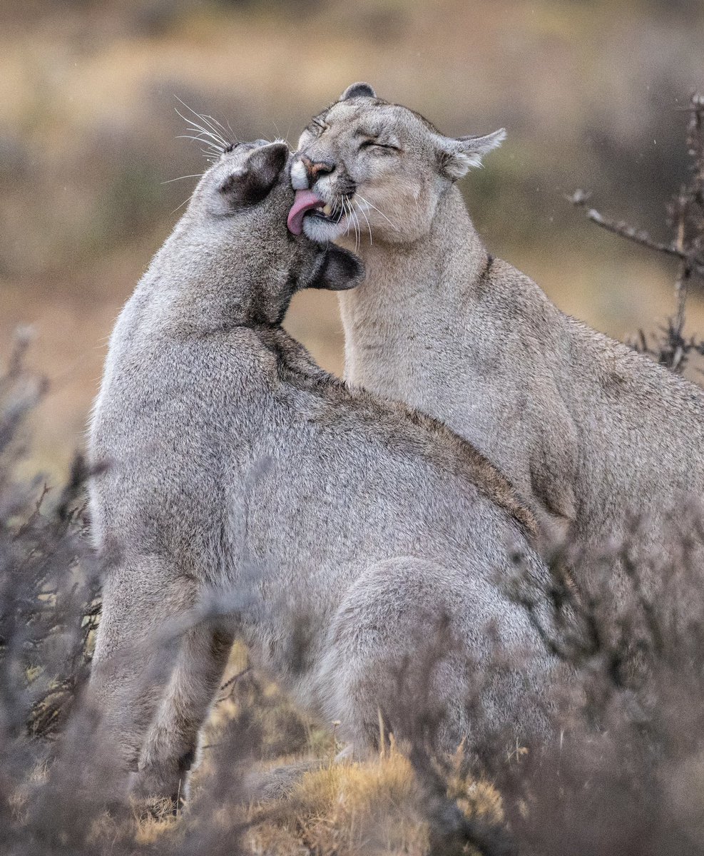 Que casualidad ser testigo de este momento de intimidad inolvidable entre 2 hermanos pumas en Torres del Paine para el día mundial de la fauna silvestre. Ps. Nunca te olvides de observar los animales de forma responsable 😸 #Chile 💚