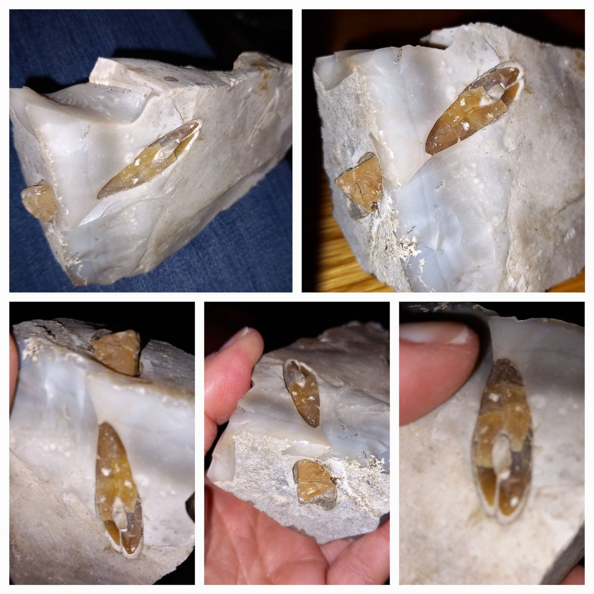 #Geology #Geological #flint  My mum has a piece of flint with a 4 cm long solid tubular object partially exposed on one side  and protruding a few mm from it - approx 7mm in diameter  -  looks like a solid piece of dried pasta - any idea what it might be?