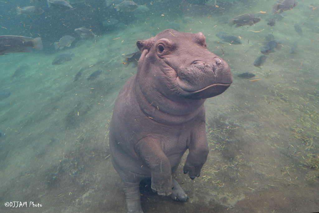 Cincinnati Zoo tweet media