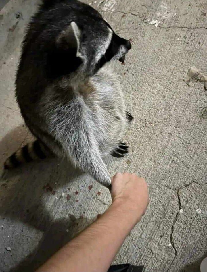 Quiero un mapache 😭