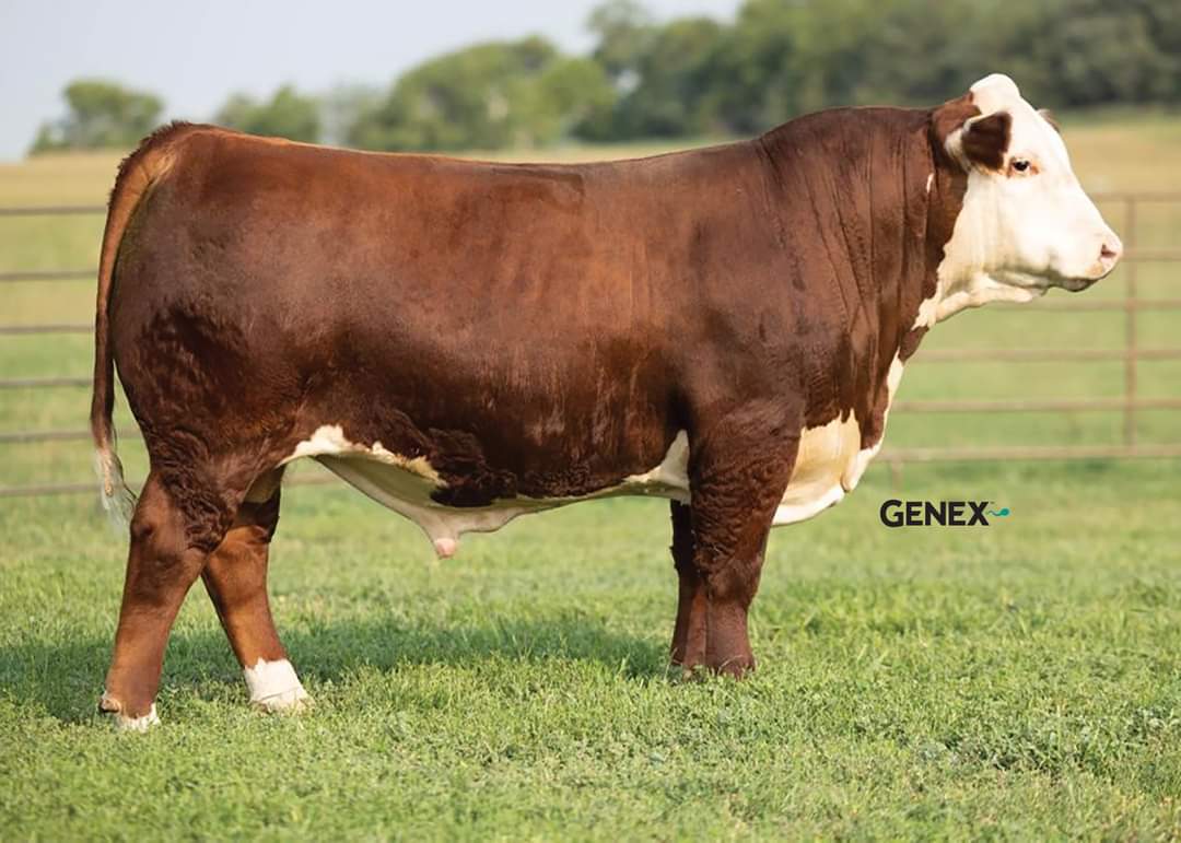 Genex Canada Beef tweet media