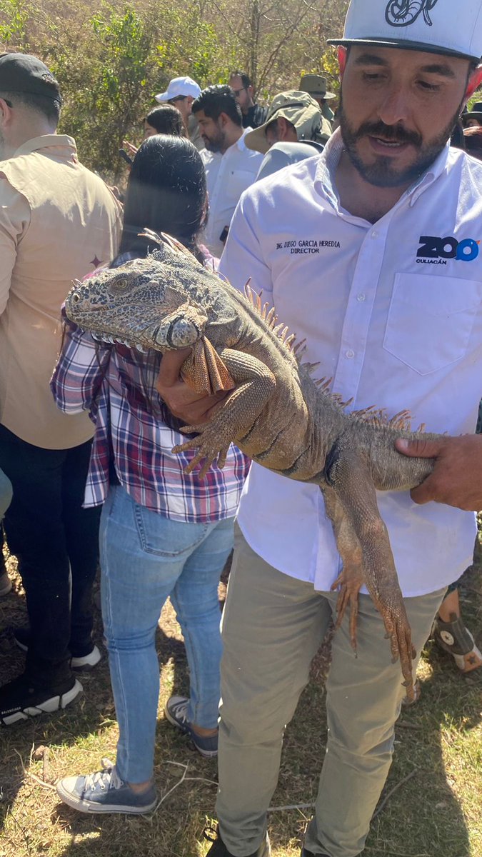 RaulBCCue's tweet photo. La liberación de ejemplares de fauna silvestre a su hábitat natural, como en el Ostok Sanctuary, Sinaloa, es una experiencia que nos reconcilia con el planeta. Como Presidente de la @comarnacc del @senadomexicano, la protección de especies es prioritaria en la agenda legislativa. https://t.co/PQP7YEdl0J