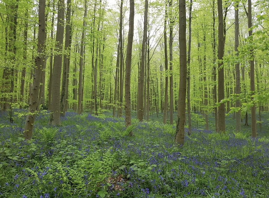 “Ecology is bigger than capitalism, bigger than human civilisation itself. Yet for most of us, ecology takes place somewhere in the sidelines of our existence, or in a classroom. We fail to grasp the gravity of our ignorance of basically almost everything that exists” #ecology