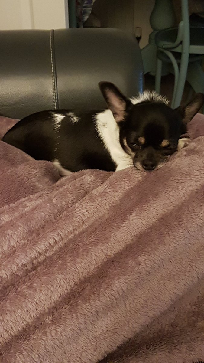 TheJessOffical's tweet photo. I've renamed my little baby, Lilly Belle instead of Angel i thought of changing her name 2 years ago! 💟 https://t.co/aMOQVGJgtK